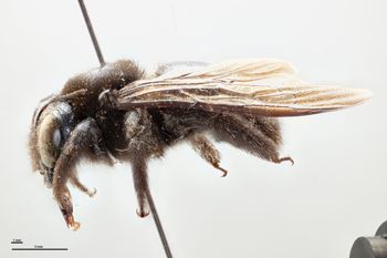 Media type: image;   Entomology 810655 Aspect: habitus lateral view